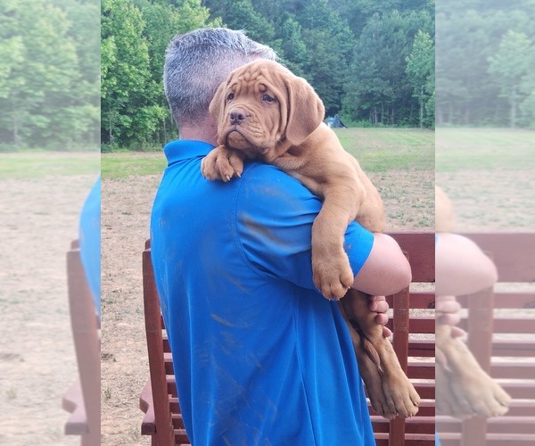 Medium Photo #3  Breeder Profile in MONROE, GA, USA