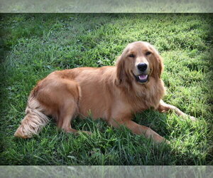 English Cream Golden Retriever Dog Breeder near WILLIAMSVILLE, VA, USA