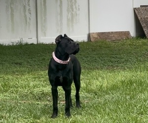 Cane Corso Dog Breeder near DOVER, FL, USA