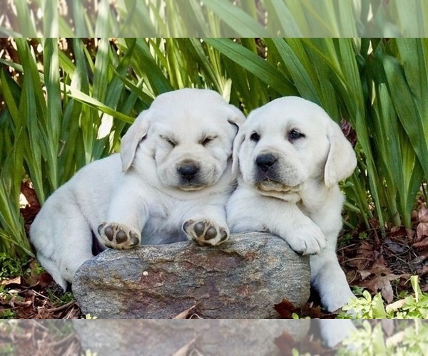 Medium Photo #21  Breeder Profile in PAUMA VALLEY, CA, USA