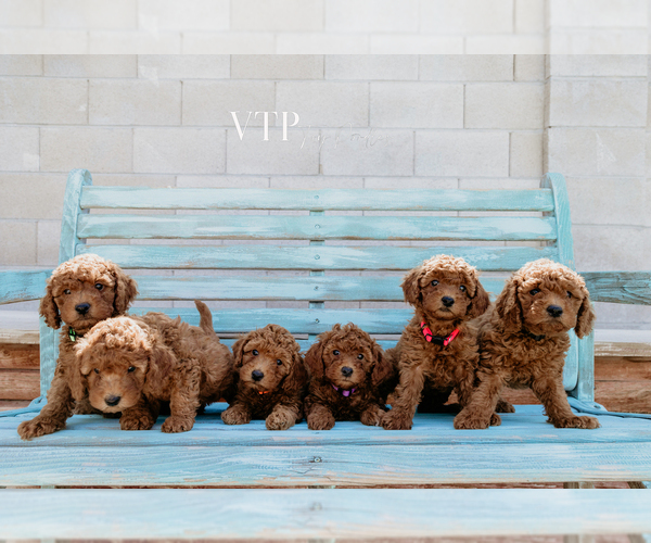 Medium Photo #1  Breeder Profile in LAS VEGAS, NV, USA