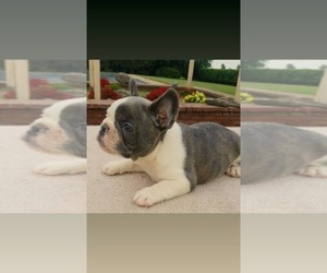 Main photo of French Bulldog Dog Breeder near FORREST CITY, AR, USA