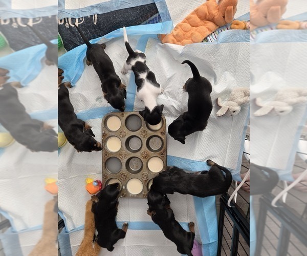 Medium Photo #3  Breeder Profile in KIRTLAND, NM, USA