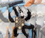 Small #2 Breeder Profile image