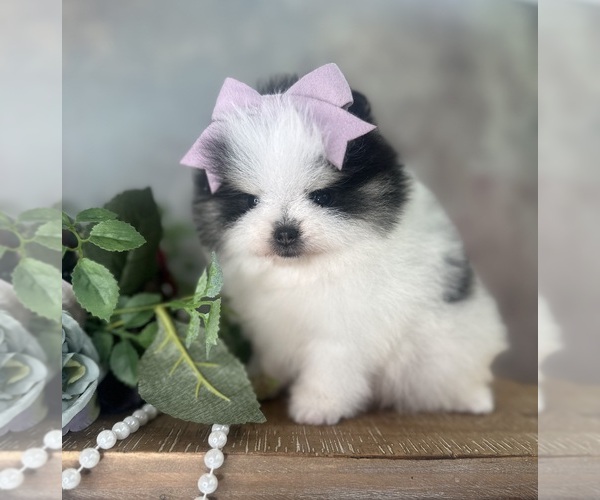 Medium Photo #28  Breeder Profile in BLANCHARD, OK, USA