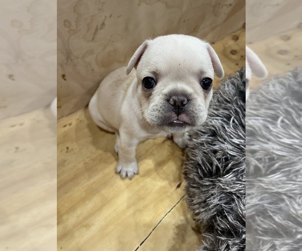 Medium Photo #11  Breeder Profile in CLEARWATER, FL, USA