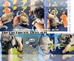 Small breeder photo