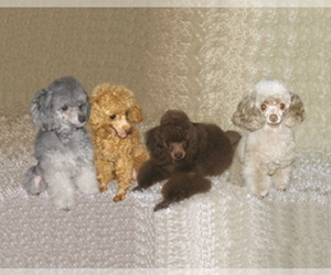 Poodle (Toy) Dog Breeder near BAKERSFIELD, CA, USA