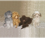 Small breeder photo