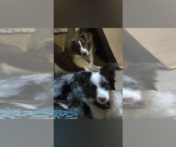 Medium Photo #14  Breeder Profile in SEVERY, KS, USA