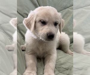 Great Pyrenees Dog Breeder near WEATHERFORD, TX, US