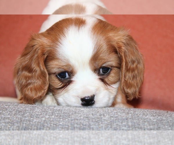 Medium Photo #5  Breeder Profile in REINHOLDS, PA, USA