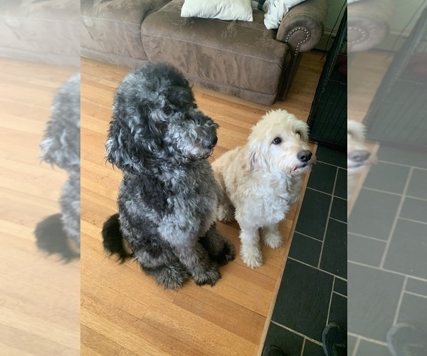 Medium Photo #1  Breeder Profile in SUNBURY, PA, USA