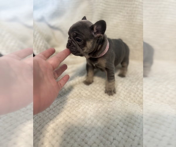 Medium Photo #11  Breeder Profile in JEFFERSONVILLE, IN, USA