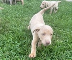 Small #6 Breeder Profile image