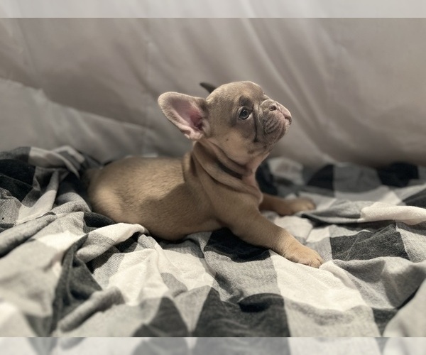 Medium Photo #1  Breeder Profile in EMPORIUM, PA, USA