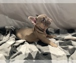 Small breeder photo