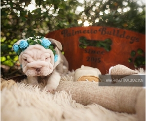 English Bulldog Dog Breeder in SUMM,  USA