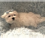 Small #1 Breeder Profile image