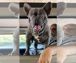 Small #17 Breeder Profile image