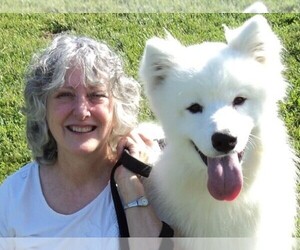 Samoyed Dog Breeder near MOHNTON, PA, USA
