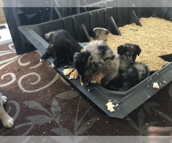 Medium Photo #88  Breeder Profile in SUNNYVALE, CA, USA