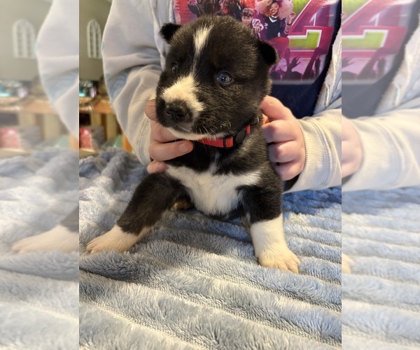 Medium Photo #3  Breeder Profile in LORANGER, LA, USA