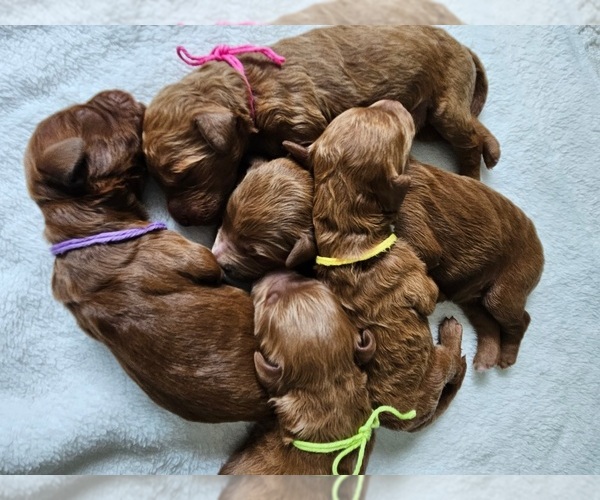 Medium Photo #1  Breeder Profile in INDIANAPOLIS, IN, USA