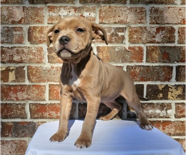 Medium Photo #12  Breeder Profile in HOUSTON, TX, USA
