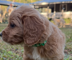 Small Photo #7  Breeder Profile in SAINT AUGUSTINE, FL, USA