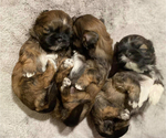 Small breeder photo