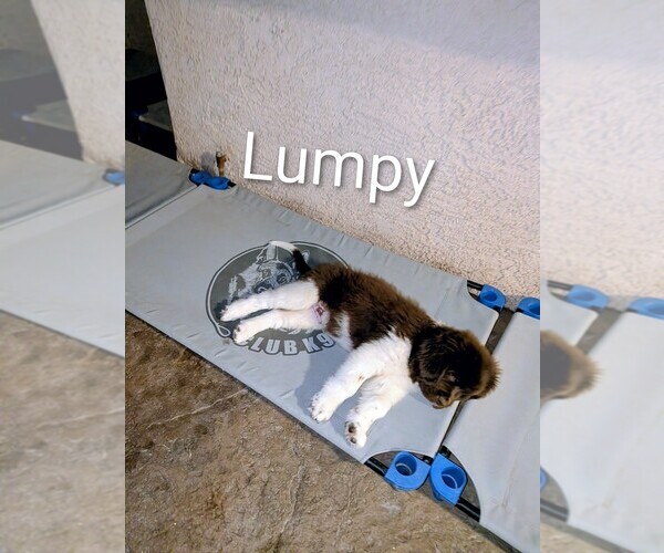 Medium Photo #14  Breeder Profile in LAS VEGAS, NV, USA