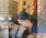Small #33 Breeder Profile image