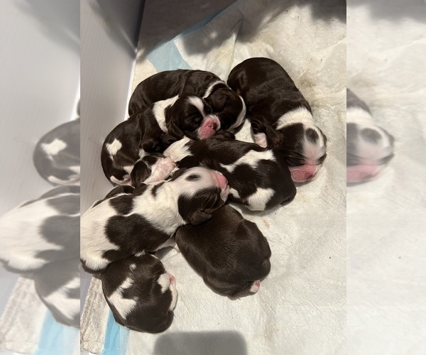 Medium Photo #1  Breeder Profile in SAN JOSE, CA, USA