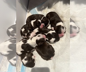 Cocker Spaniel Dog Breeder near SAN JOSE, CA, USA