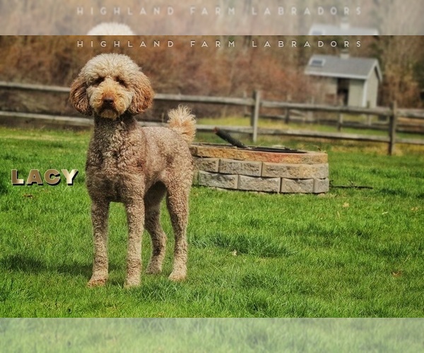 Medium Photo #1  Breeder Profile in MIDDLEBORO, MA, USA