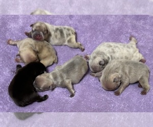 French Bulldog Dog Breeder near KNOXVILLE, TN, USA