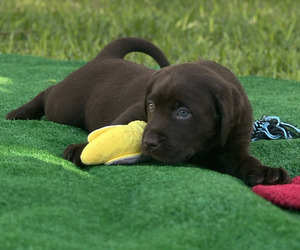 Labrador Retriever Dog Breeder near MIAMI, FL, USA