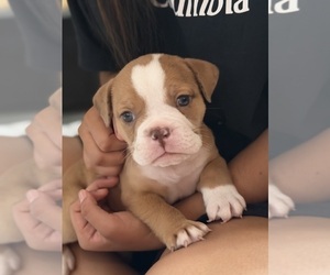 English Bulldog Dog Breeder near HAMMOND, IN, USA