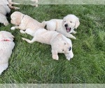 Small #2 Breeder Profile image
