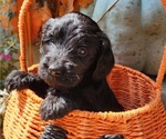 Small #11 Breeder Profile image
