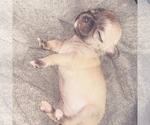 Small breeder photo
