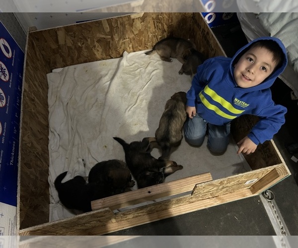 Medium Photo #34  Breeder Profile in DEMING, WA, USA