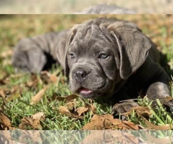 Medium Photo #1  Breeder Profile in FLORENCE, MS, USA