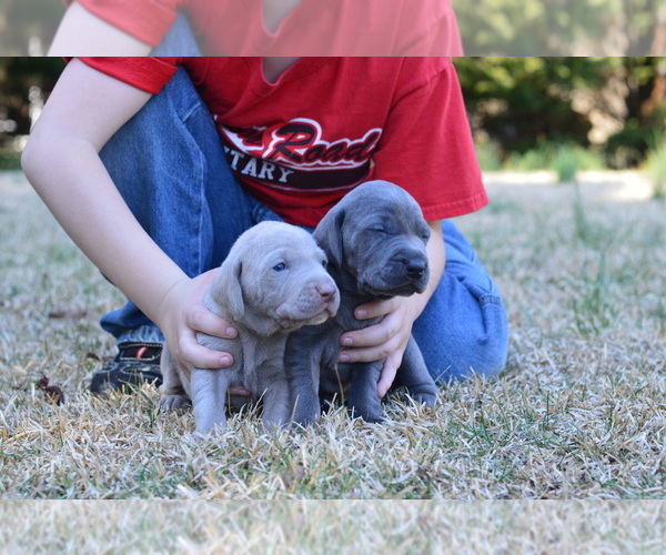 Medium Photo #1  Breeder Profile in LIBERTY, SC, USA