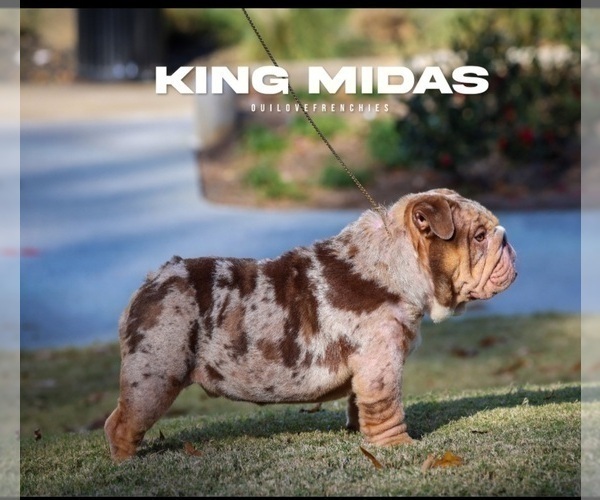 Medium Photo #3  Breeder Profile in STOCKBRIDGE, GA, USA