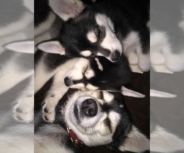Medium Photo #1  Breeder Profile in HOLLYWOOD, CA, USA