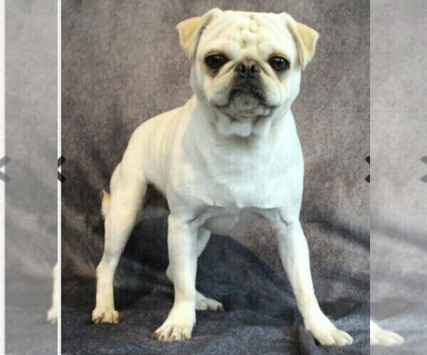 Medium Photo #17  Breeder Profile in SALINA, KS, USA