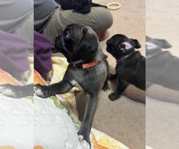 Medium Photo #31  Breeder Profile in PRINEVILLE, OR, USA