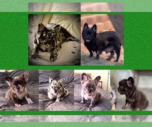 French Bulldog Dog Breeder near PALMDALE, CA, USA